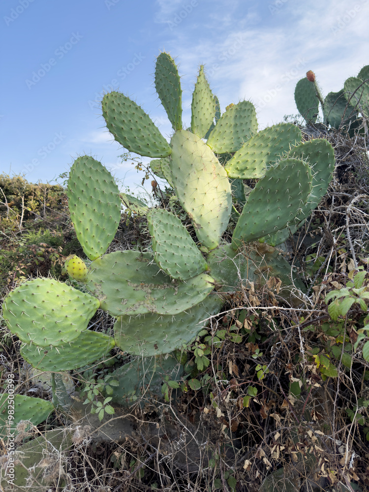 Prickly pear cactus. Fichi d'India. Opuntia ficus-indica in blooming season. Prickly pear cactus. Fichi d'India. Opuntia ficus-indica in blooming season.