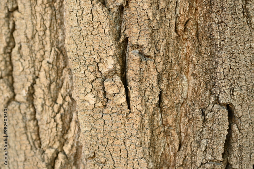 macro texture of brown tree bark, close up texture of tree bark macro texture of brown tree bark, close up texture of tree bark