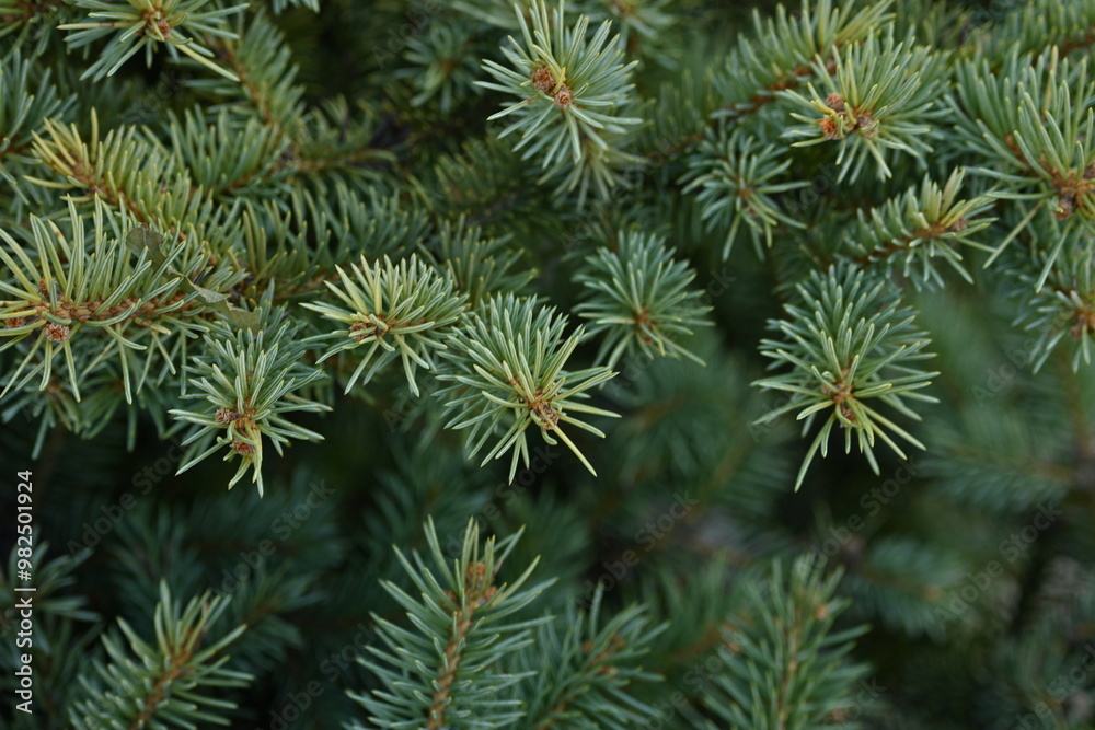 Christmas tree branches texture close up, Christmas concept, Christmas branch tree evergreen close up Christmas tree branches texture close up, Christmas concept, Christmas branch tree evergreen close up