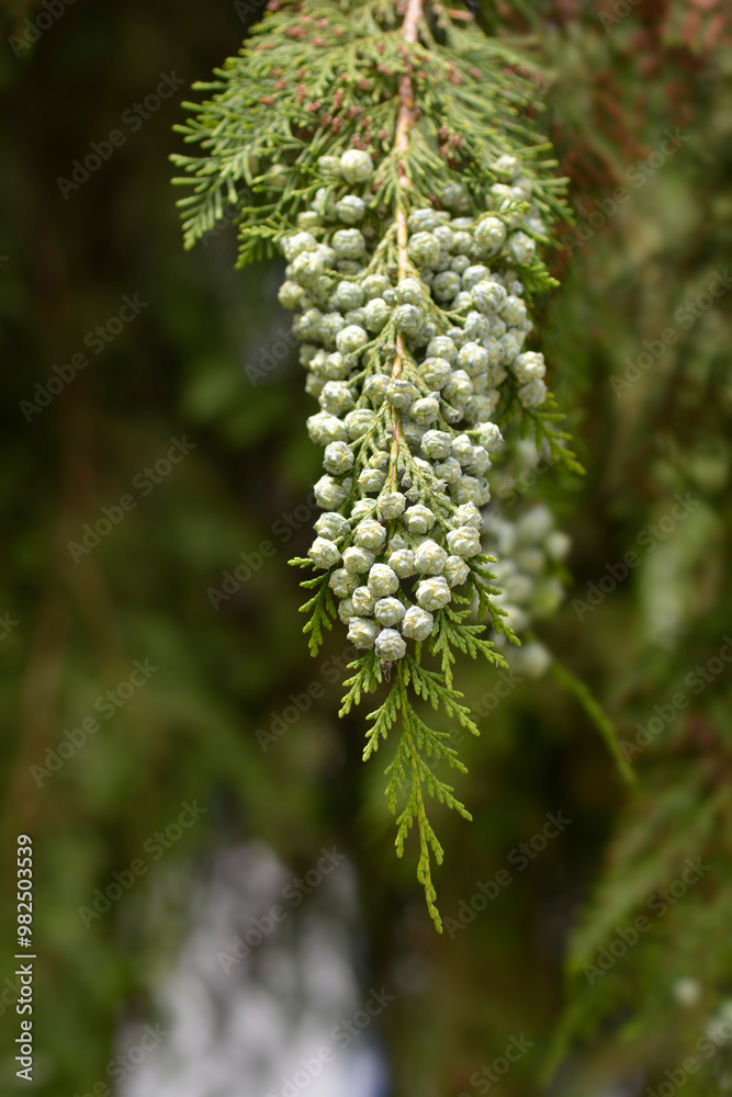 False cypress branch with fruit False cypress branch with fruit