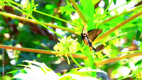 Papilio memnon and Papilio demoleus butterflies are two types of butterflies belonging to the Papilionidae family known as the pastor butterfly or Great Mormon photo