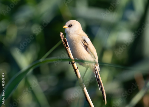 Bearded reedling, Panurus biarmicus. A young male sits on a reed stalk on a riverbank photo