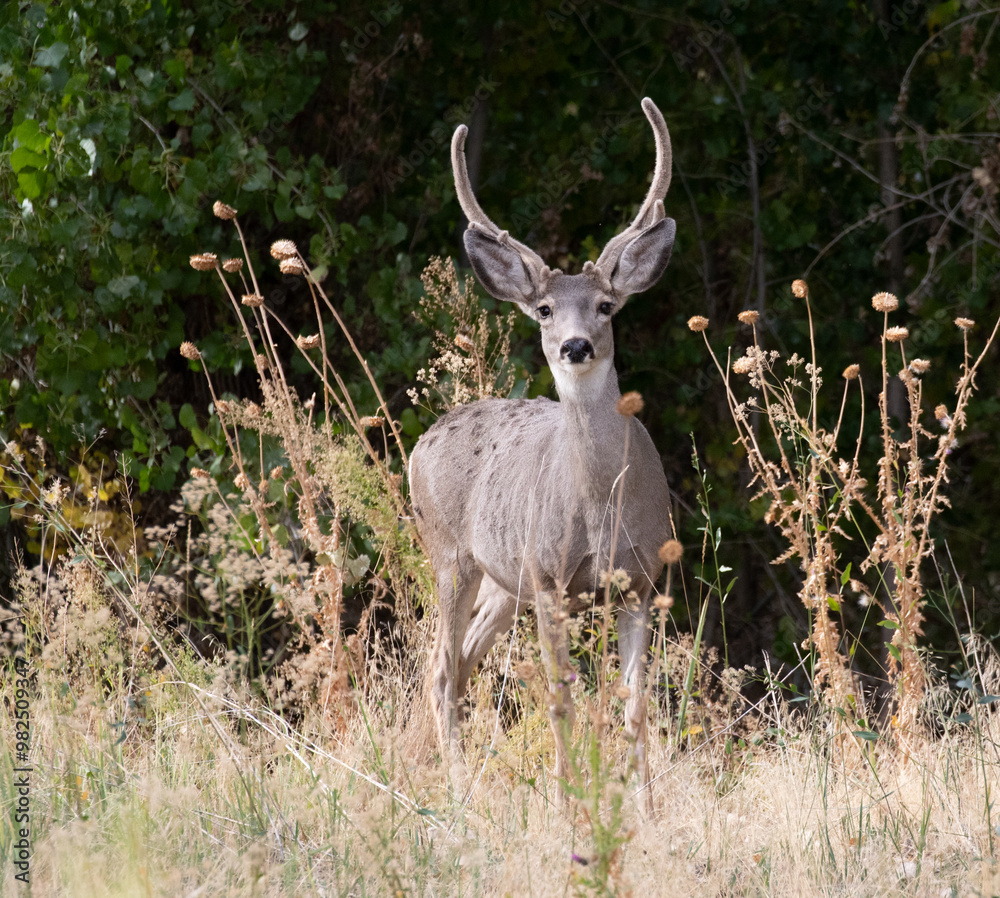 mule deer buck