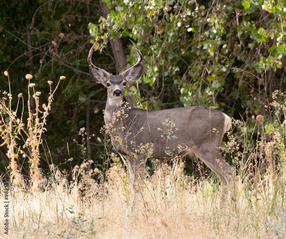 mule deer buck