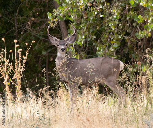 Obraz na płótnie mule deer buck w salonie