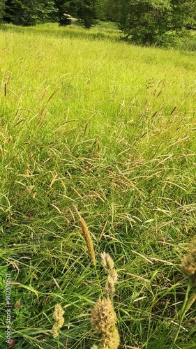 Vertical video relaxing nature