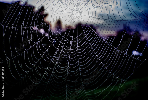 Wallpaper Mural Spider web. Spider web in forest. Closeup nature. Spiderweb or spider net. Torontodigital.ca
