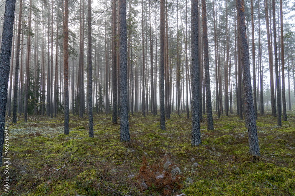 Misty summer morning, coniferous stand of Forest at sunrise with young spruces spiders net wrapped.. black dog. Misty summer morning, coniferous stand of Forest at sunrise with young spruces spiders net wrapped.. black dog.