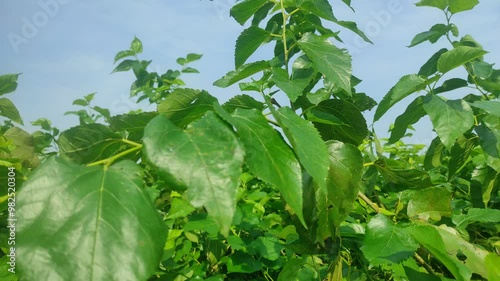 white mulberry or Morus alba leaf with a shape resembling a sycamore leaf. Mulberry green leaves.