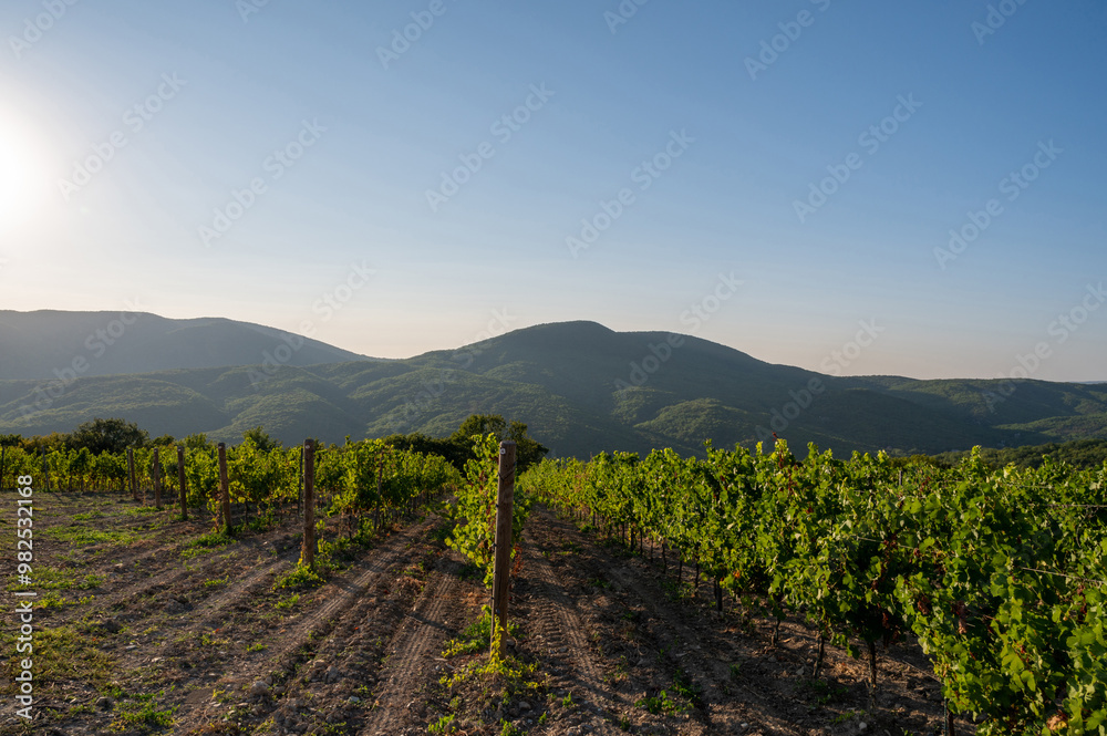 Fototapeta premium Vineyard landscape. Wine agriculture. Nature trees, mountain and blue sky. Vine grape farm.