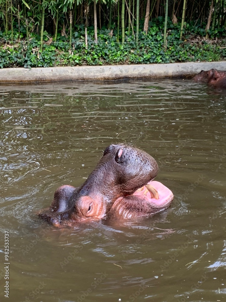 Fototapeta premium Hippopotame zoo