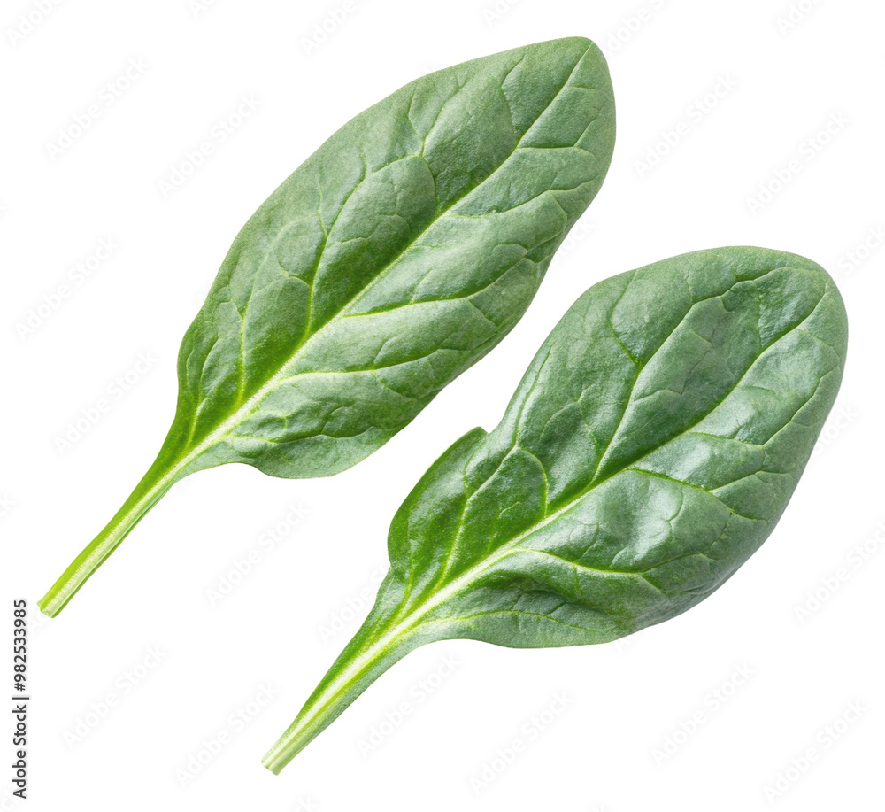PNG Fresh spinach leaves ready for cooking or salads PNG Fresh spinach leaves ready for cooking or salads