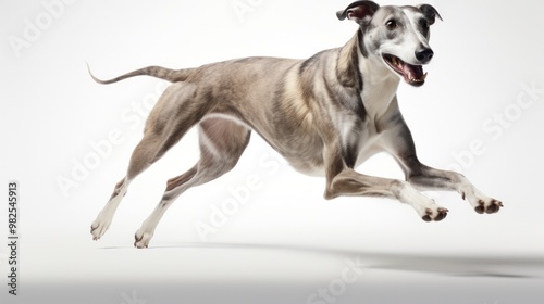 A graceful Greyhound dog running in a full sprint