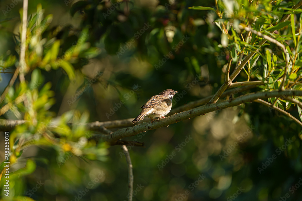 Tree Sparrow on a Branch at Lake Greifensee in September, Zurich, Switzerland Tree Sparrow on a Branch at Lake Greifensee in September, Zurich, Switzerland
