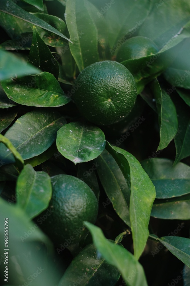A detailed photograph capturing the intricate patterns and lush greenery of green orange and leaves in a natural setting, highlighting the beauty of plant life A detailed photograph capturing the intricate patterns and lush greenery of green orange and leaves in a natural setting, highlighting the beauty of plant life
