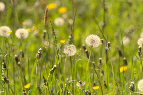 Dandelion field. Beautiful summer natural background