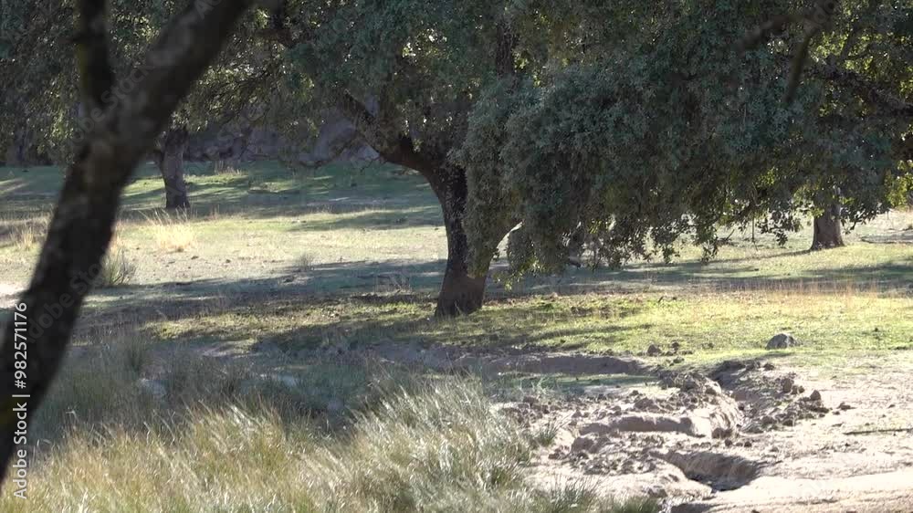 Two fallow deer with large antlers fight each other during the rut. El Pardo. Madrid. Spain Two fallow deer with large antlers fight each other during the rut. El Pardo. Madrid. Spain