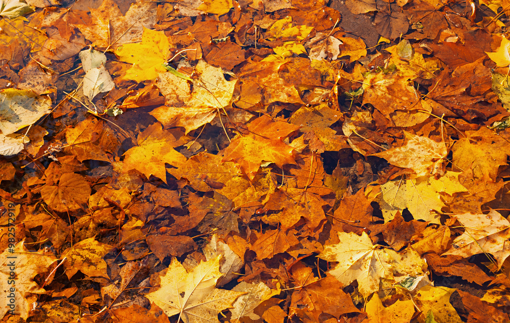 Autumn leaves background. Fallen maple leaves lying in the park, autumn leaves background with orange fallen leaves Autumn leaves background. Fallen maple leaves lying in the park, autumn leaves background with orange fallen leaves