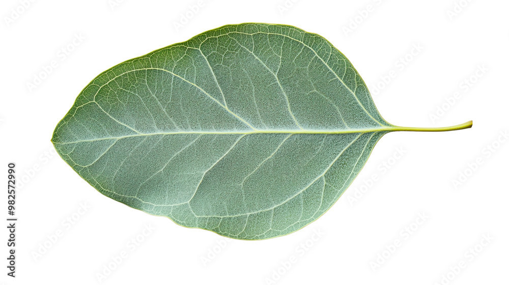 Green Leaf on White Background for Floral Design Green Leaf on White Background for Floral Design