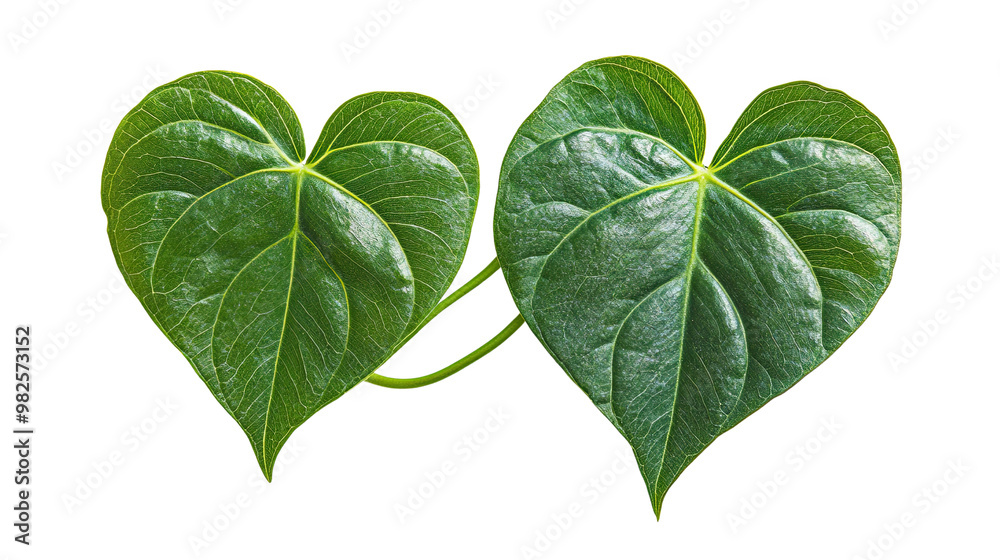 Heart-Shaped Green Leaves Isolated on White Background Heart-Shaped Green Leaves Isolated on White Background