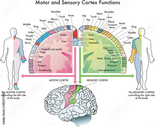 Medical diagram of the functions of the motor cortex and sensory cortex, two parts of the human brain, with annotations.