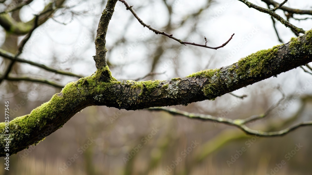 A textured tree branch extending outward, covered in patches of moss, blending harmoniously with the brown and green tones of the surrounding woodland. A textured tree branch extending outward, covered in patches of moss, blending harmoniously with the brown and green tones of the surrounding woodland.