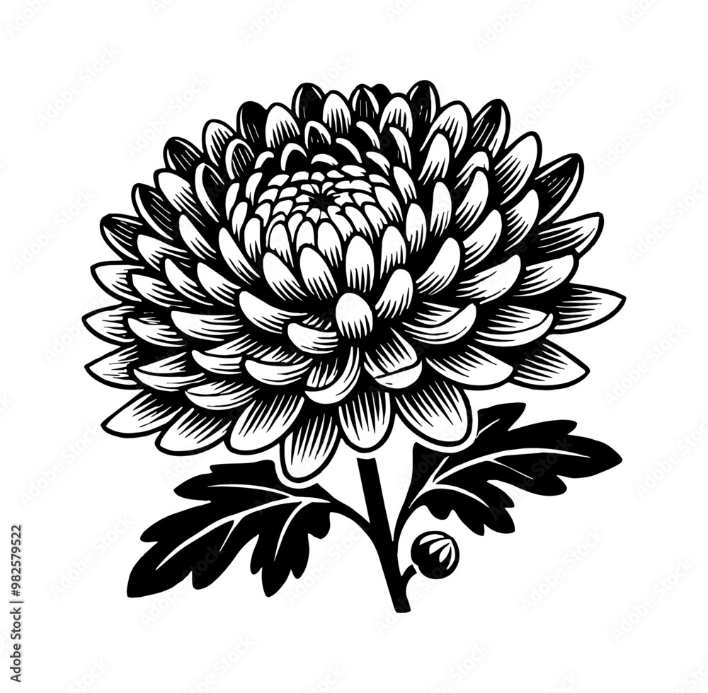 Fototapeta premium chrysanthemum flower engraving black and white outline