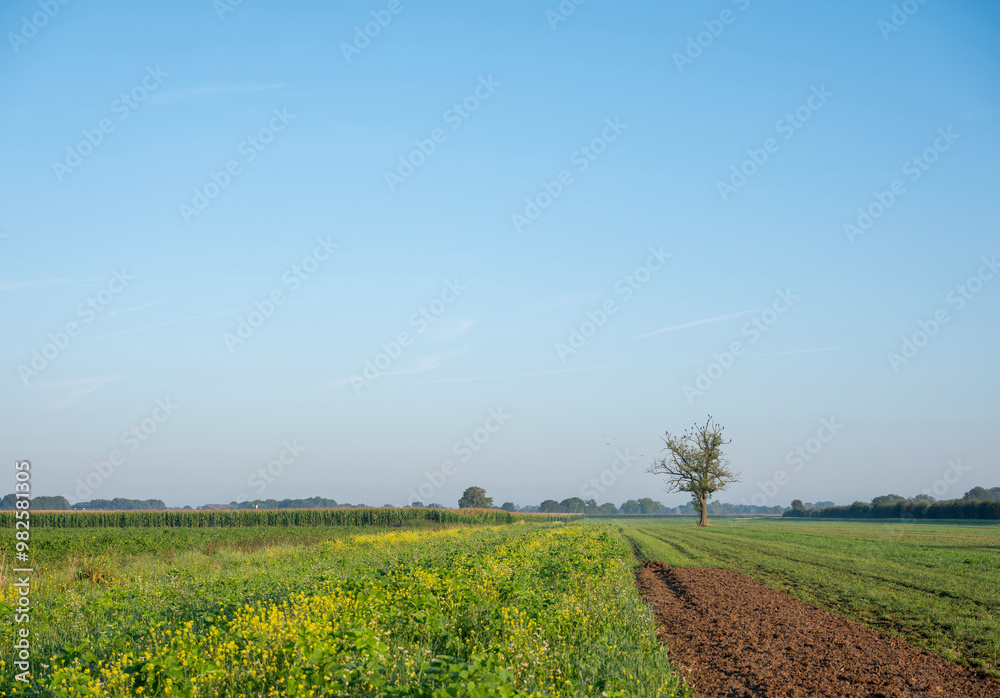 old oak tree and meadow near boxmeer in dutch province of noord-brabant