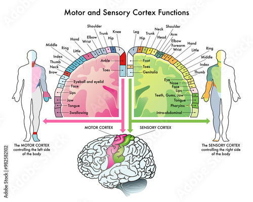 Medical diagram of the functions of the motor cortex and sensory cortex, two parts of the human brain, with annotations.