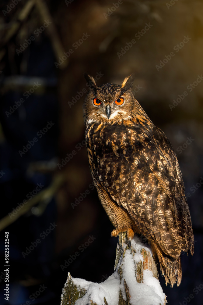 Owl in winter. Eagle owl, Bubo bubo, perched in dark coniferous forest enlightened by morning sun rays. Beautiful large owl with orange eyes. Bird of prey hunting in natural habitat. Wildlife nature. Owl in winter. Eagle owl, Bubo bubo, perched in dark coniferous forest enlightened by morning sun rays. Beautiful large owl with orange eyes. Bird of prey hunting in natural habitat. Wildlife nature.