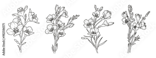 Set of freesia flower line art. Floral logo hand drawn sketch. Wild bouquet abstract elegant spring leaves. Black vintage botanical floral branch. Vector illustration in outline style