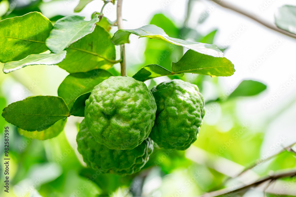Bergamot, Fresh green bergamot fruit hanging from branch. bergamot tree garden and healthy food concept, group of bergamot,Bergamot medicinal plants with many Bergamot, Fresh green bergamot fruit hanging from branch. bergamot tree garden and healthy food concept, group of bergamot,Bergamot medicinal plants with many