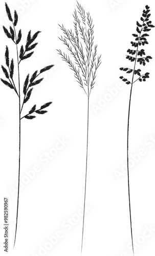 Field and meadow grasses, black outline, template for packaging and product cover. Sketch of medicinal plants, vector flat cartoon drawing.