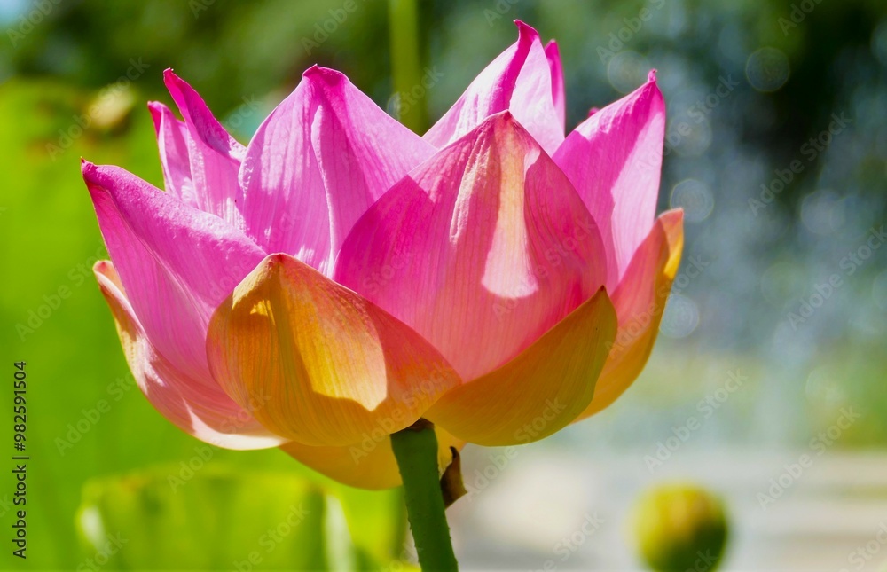 Pink water lily flower with open petals in the garden Pink water lily flower with open petals in the garden