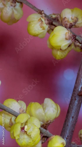 Vertical format time-lapse photography of wintersweet blossoms