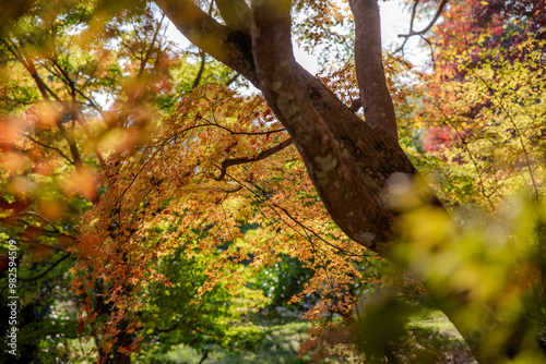 japanese temple in autumn