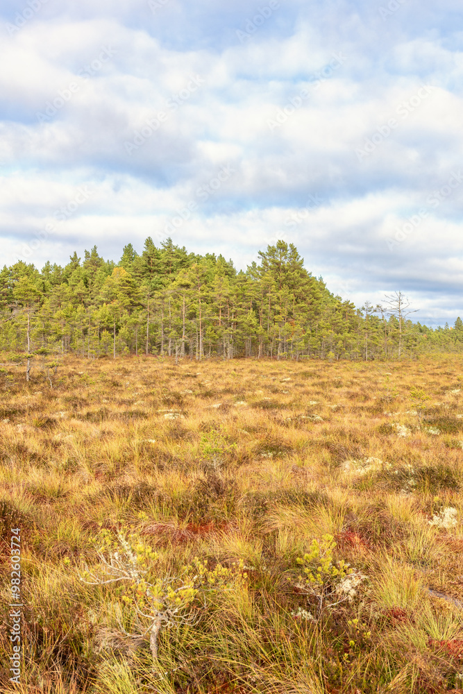 Obraz premium Bog landscape view with pine trees
