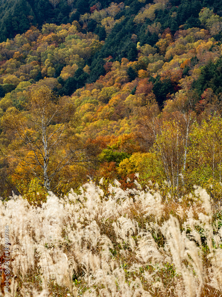 Obraz premium 志賀高原、田ノ原湿原の遊歩道からの美しい紅葉の風景。フワフワと揺らぐススキ越しに見える鮮やかな紅葉の山