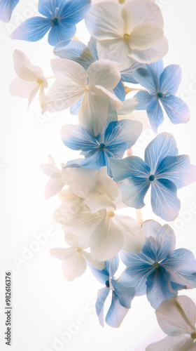 Botanical Art - White and B...