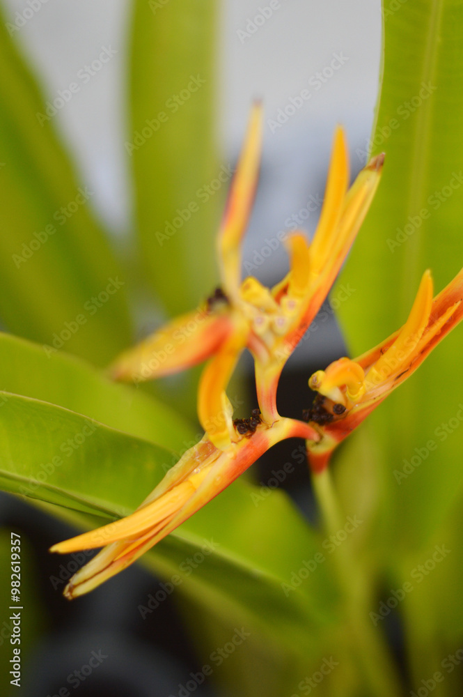 Heliconia psittacorum