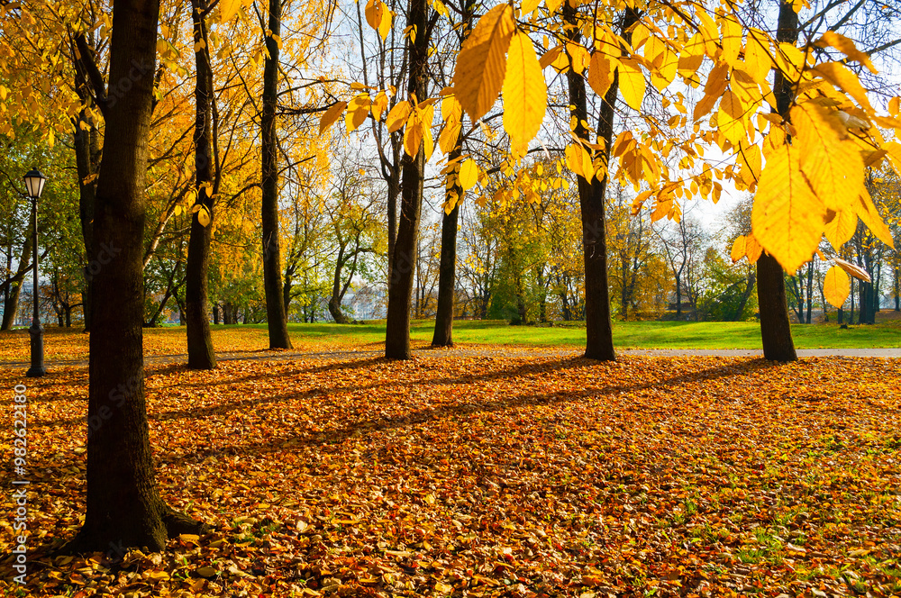 Autumn park, autumn trees with golden autumn leaves. Colorful autumn park in sunny weather Autumn park, autumn trees with golden autumn leaves. Colorful autumn park in sunny weather