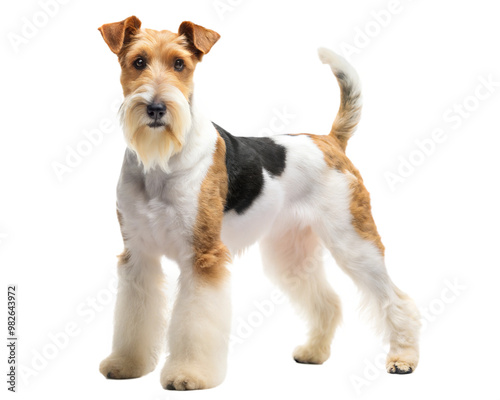 Fox terrier dog isolated on white background