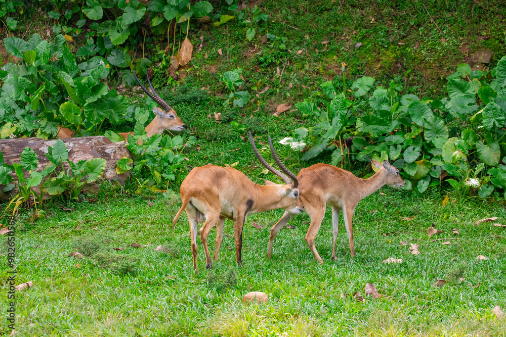 the male lechwe (Kobus leche) touches female's ass to check Estrous cycle. This behavior helps males determine whether a female is in the right stage of her estrous cycle for reproduction. the male lechwe (Kobus leche) touches female's ass to check Estrous cycle. This behavior helps males determine whether a female is in the right stage of her estrous cycle for reproduction.