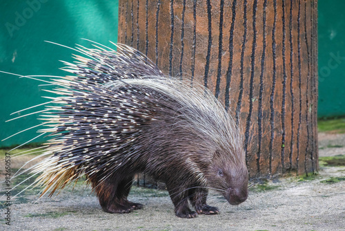 Canvas Print The crested porcupine (Hystrix cristata) is a species of rodent in the family Hystricidae native to Italy, North Africa and sub-Saharan Africa