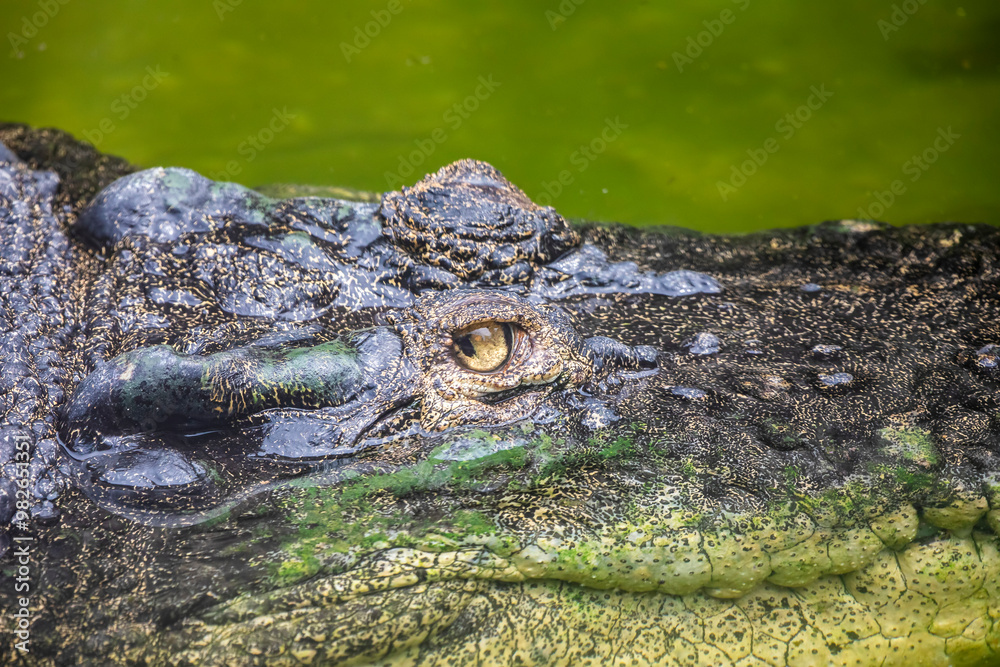 The eye of saltwater crocodile (Crocodylus porosus). A crocodilian native to saltwater habitats and brackish wetlands from India's east coast across Southeast Asia and the Sundaic region to Australia. The eye of saltwater crocodile (Crocodylus porosus). A crocodilian native to saltwater habitats and brackish wetlands from India's east coast across Southeast Asia and the Sundaic region to Australia.