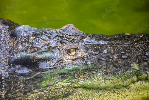 The eye of saltwater crocodile (Crocodylus porosus). A crocodilian native to saltwater habitats and brackish wetlands from India's east coast across Southeast Asia and the Sundaic region to Australia. photo