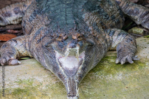 The false gharial is a freshwater crocodilian native to Malaysia, Borneo, Sumatra, and Java.
It is dark reddish-brown above with dark brown or black spots and cross-bands on the back and tail. photo