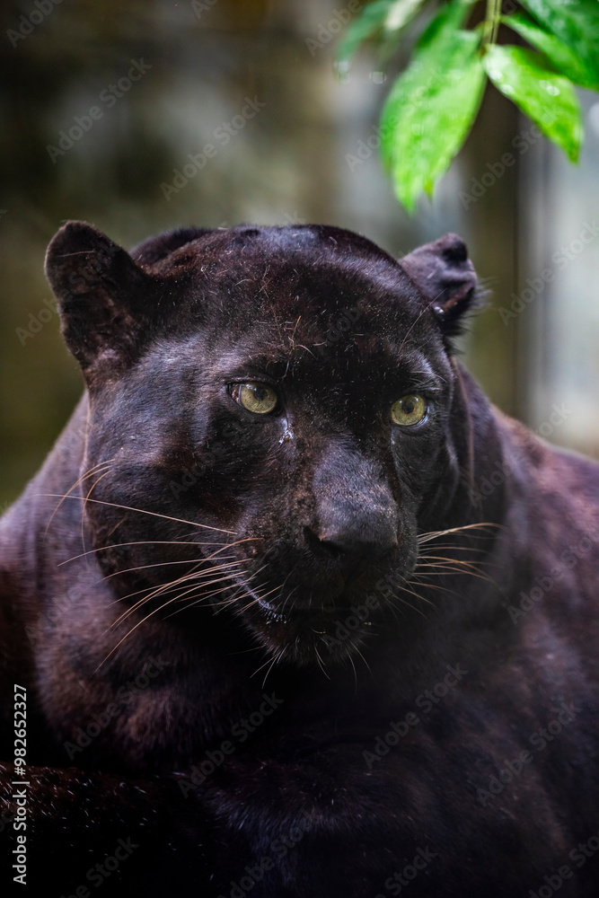 The Black Panther (Panthera pardus delacouri) It occurs in mainland Southeast Asia and southern China, and is listed as Critically Endangered. The Black Panther (Panthera pardus delacouri) It occurs in mainland Southeast Asia and southern China, and is listed as Critically Endangered.
