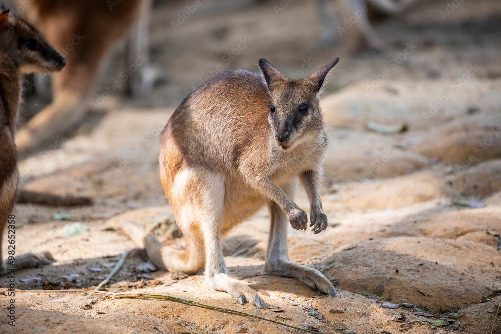 The agile wallaby (Notamacropus agilis) is a species of wallaby found in northern Australia and New Guinea. It is a sandy colour, becoming paler below. The agile wallaby (Notamacropus agilis) is a species of wallaby found in northern Australia and New Guinea. It is a sandy colour, becoming paler below.