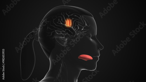 Taste Sensory Pathways for Flavor Perception